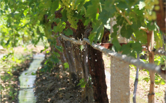 Gediz Ovası’nda hasret bitti