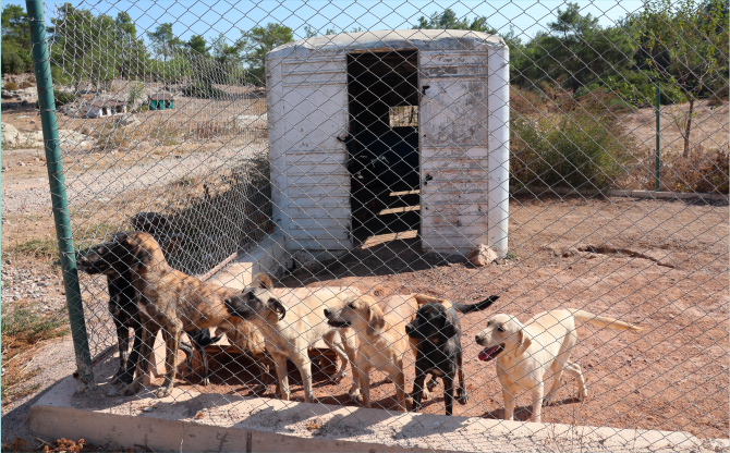 91 ülkedeki patili dostların maması Türkiye’den