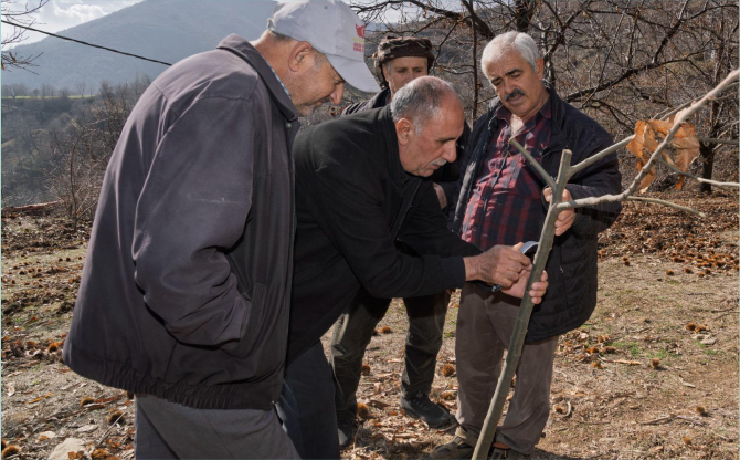 İzmir’de kestane kanseri ile mücadele sürüyor
