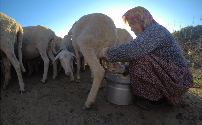 Süt Üreticilerinin Krizle Mücadelesi Devam Ediyor