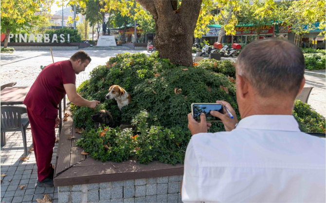 11 ilçede sahipsiz hayvan sayımı tamamlandı