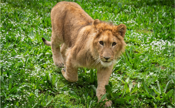 Kurtarılan Yavru Aslan Sağlığına Kavuştu