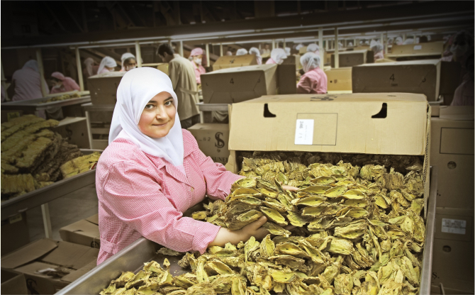 Tütün sektörü 7 yıl sonra ihracatta 1 milyar dolar sınırını aştı