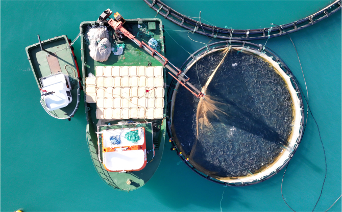 Türk somonunda hedef ihracatı 1 milyar doların üzerine taşımak