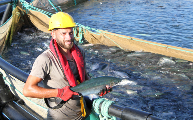 Türk somonunda hedef ihracatı 1 milyar doların üzerine taşımak