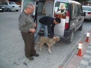 Emet’de Sokak Köpeklerine Aşı