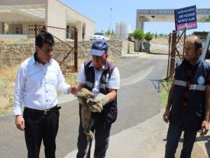 Yaralı Yavru Tilkiye Şefkat Eli