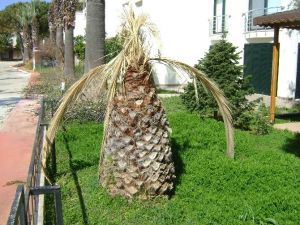 Aydın’da Palmiyeler Kuruyor