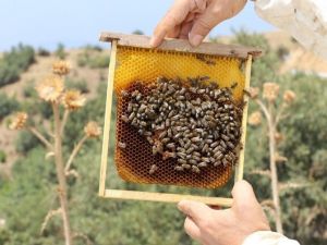 İzmir’e 10 Bal Ormanı