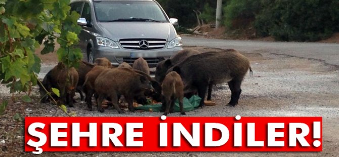 Aç Kalan Domuzlar Şehre İndi