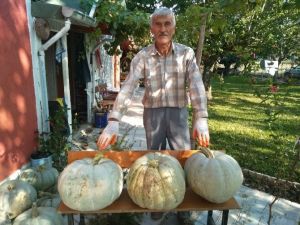 Güvercin Gübresi İle Yetişen Dev Bal Kabakları