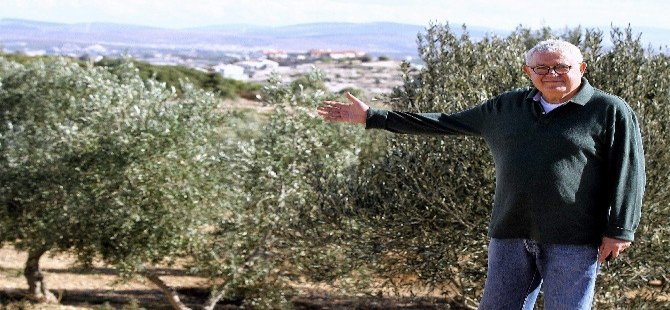 Otel Yerine Zeytin Bahçesi Yaptı