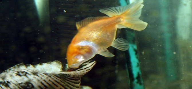 Gözleri Olmadan Yaşayan Japon Balığı Görenleri Hayrete Düşürüyor