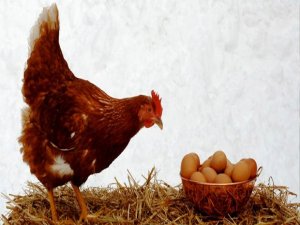 Tavuklar Altın Yumurtluyor