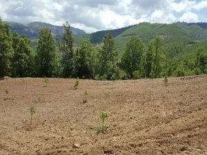 2016 Yılında Afyonkarahisar’daki Bitkisel Üretim Değeri Yüzde 12,7 Azaldı