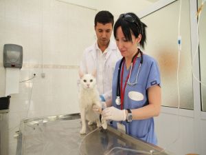 Adü Veteriner Fakültesi Hastanesi Yılda 4 Bin Hastaya Bakıyor