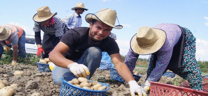 Akıllı Köy’de Patates Denemesi Başarıyla Sonuçlandı