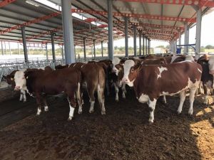 Simental Cinsi Gebe Düveler Kula’ya Geldi