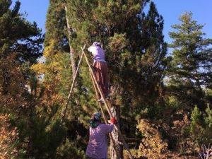 Kütahya’da Ehrami Karaçam Üretimi İçin Köylüler Kozalak Topladı