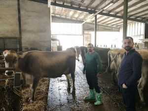 Bademli’ye Avusturya’dan Damızlık Sığır İthalatı