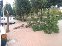 Manisa’da Şiddetli Rüzgar Ağaçların Kırılmasına Ve Devrilmesine Neden Oldu