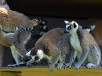 Doğal Yaşam'da Bahar Bereketi