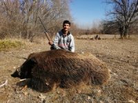 1 Ay Takip Etti, 300 Kiloluk Yaban Domuzunu Vurdu