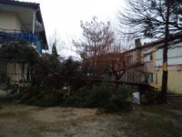 Selendi’de Şiddetli Rüzgar Ağaçları Devirdi