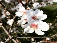 Datça Badem Çiçeği Festivali Başlıyor