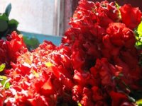 Çiçekler, 14 Şubat İçin Toplandı