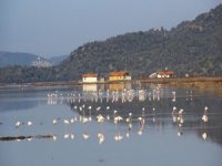 Flamingolar Bodrum’a Akın Etti