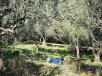 Eski Başkanın Kuzeni Tarlada Ölü Bulundu