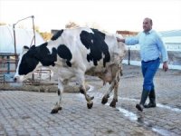 Çizmeyi Giyip Hayvancılık, Takım Elbiseyi Giyip Başkanlık Yapıyor