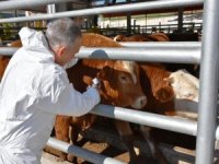 Manisa’da 230 Bin Büyükbaş Şapa Karşı Aşılanacak