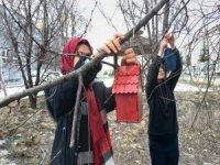 Okul Bahçesine Kuş Evleri