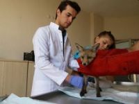 Yaralı Tilki Tedavi Edilerek Doğaya Bırakıldı