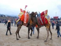 Salihli 6. Deve Güreşi Festivaline Hazır