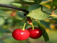 Kiraz Üreticisine Sigorta Uyarısı