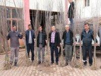 Akhisar’da Artık Kiraz Da Yetişecek