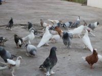 Söke’de Güvercin Hırsızı Jandarmadan Kaçamadı