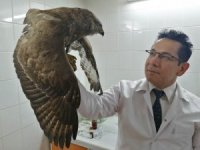 Manisa’da Yaralı Kızıl Şahine Yardım Eli