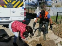 Su Giderinde Mahsur Kalan Köpeği İtfaiye Kurtardı