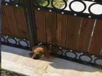 Yavru Köpeği Kurtarmak İçin Seferber Oldular