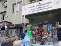 Tuzakla Saka Kuşu Avcılığına 10 Bin Tl Ceza