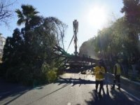 Karayoluna Dev Çam Ağacı Devrildi, Facia Ucuz Atlatıldı