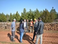 Ormanda Gençleştirme Çalışması