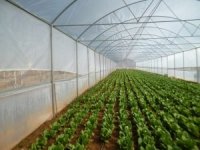 Manisa’da Üreticileri Sevindirecek Gelişme