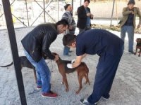 Çal’da Bin 250 Hayvana Aşı Yapıldı