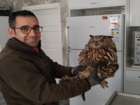 Yaralı Baykuş Tedavi Altına Alındı
