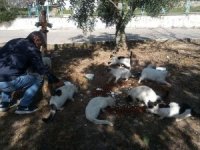 Didimli Hayvanseverler Sokak Hayvanlarını Unutmadı